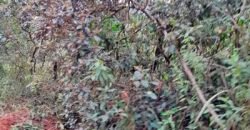 Fazenda c/ 370 alqueires à Venda em Casimiro de Abreu RJ