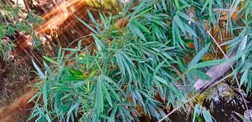 Fazenda c/ 370 alqueires à Venda em Casimiro de Abreu RJ