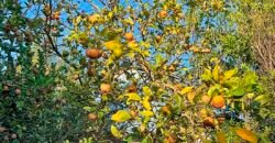 Sítios c/ 2.555m² à Venda em Cantagalo/ Rio das Ostras – RJ