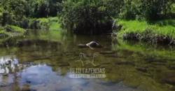 Fazenda c/ 300 alqueires à Venda em Casimiro de Abreu RJ