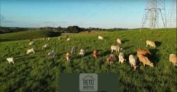 Fazendas/Sítios à Venda em Serrinha/ Campos RJ Fazendas/Sítios à Venda em Serrinha/ Campos RJ