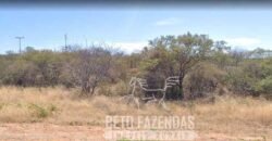 Fazenda rica em minérios e com plantio total de 438 mil hectares | Casa Nova/ Bahia