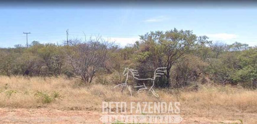 Fazenda rica em minérios e com plantio total de 438 mil hectares | Casa Nova/ Bahia
