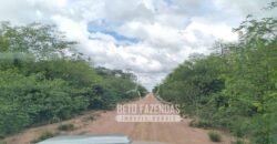 Fazenda rica em minérios e com plantio total de 438 mil hectares | Casa Nova/ Bahia