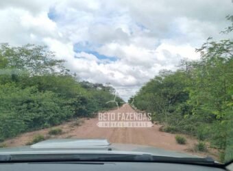 Fazenda rica em minérios e com plantio total de 438 mil hectares | Casa Nova/ Bahia