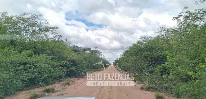 Fazenda rica em minérios e com plantio total de 438 mil hectares | Casa Nova/ Bahia