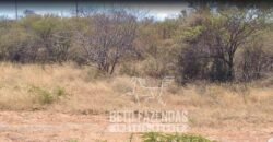 Fazenda rica em minérios e com plantio total de 438 mil hectares | Casa Nova/ Bahia