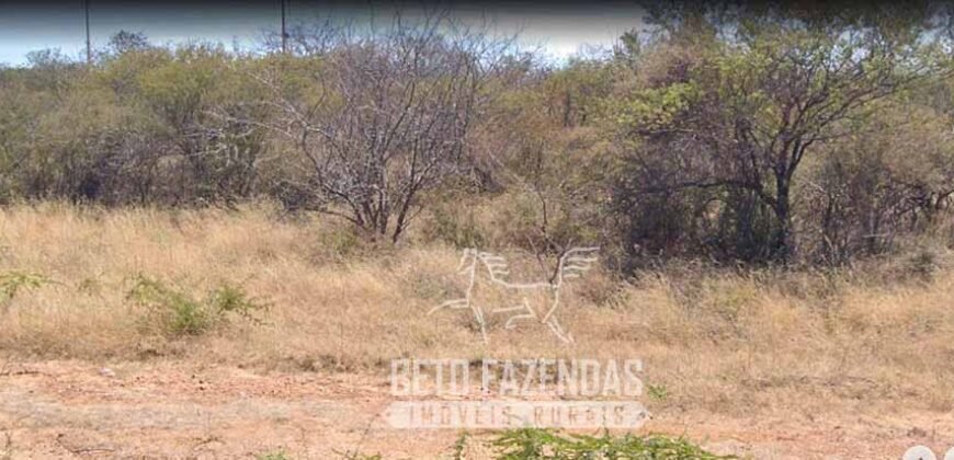 Fazenda rica em minérios e com plantio total de 438 mil hectares | Casa Nova/ Bahia