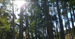 Fazenda São Roque com 96,1 hectares em Gravatal – SC Fazenda São Roque com 96,1 hectares em Gravatal – SC