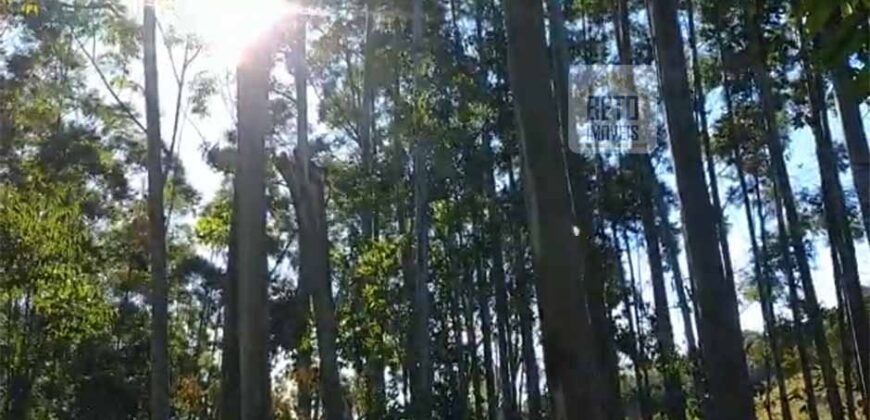 Fazenda São Roque com 96,1 hectares em Gravatal – SC Fazenda São Roque com 96,1 hectares em Gravatal – SC