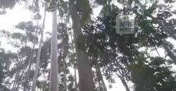 Fazenda São Roque com 96,1 hectares em Gravatal – SC Fazenda São Roque com 96,1 hectares em Gravatal – SC