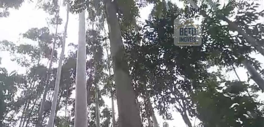 Fazenda São Roque com 96,1 hectares em Gravatal – SC Fazenda São Roque com 96,1 hectares em Gravatal – SC