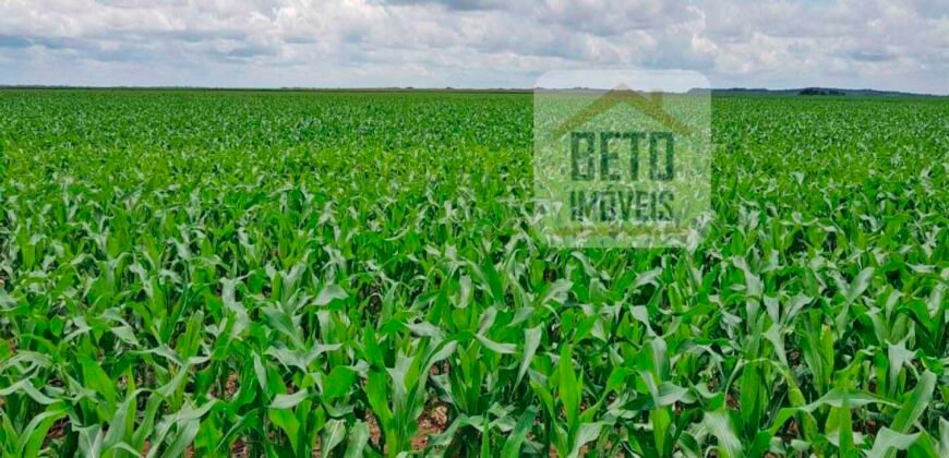 Fazenda com dupla aptidão disponível para venda em Carolina – Maranhão Fazenda com dupla aptidão disponível para venda em Carolina – Maranhão