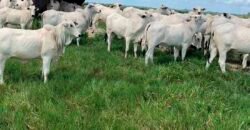 Fazenda à Venda, 6.000 hectares em Nova Olinda do Maranhão – MA Fazenda à Venda, 6.000 hectares em Nova Olinda do Maranhão – MA