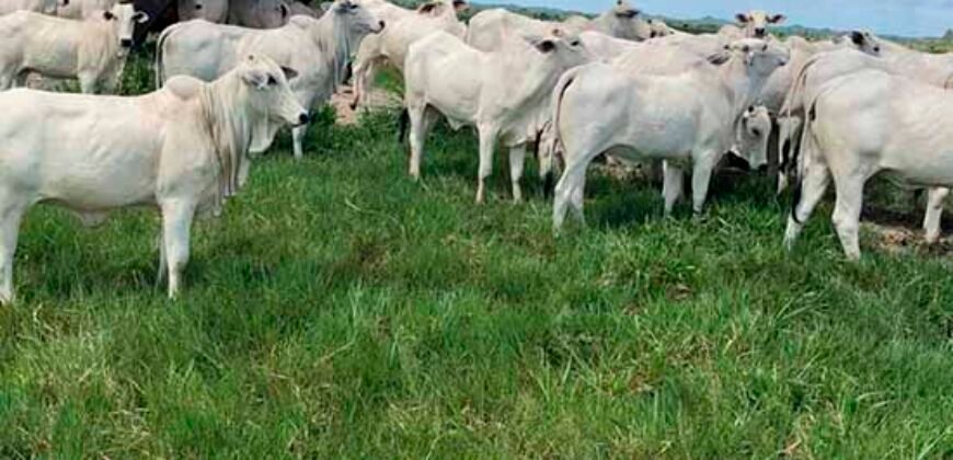 Fazenda à Venda, 6.000 hectares em Nova Olinda do Maranhão – MA Fazenda à Venda, 6.000 hectares em Nova Olinda do Maranhão – MA