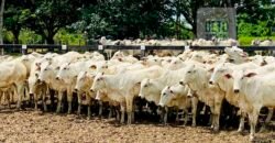 Fazenda à Venda, 6.000 hectares em Nova Olinda do Maranhão – MA Fazenda à Venda, 6.000 hectares em Nova Olinda do Maranhão – MA