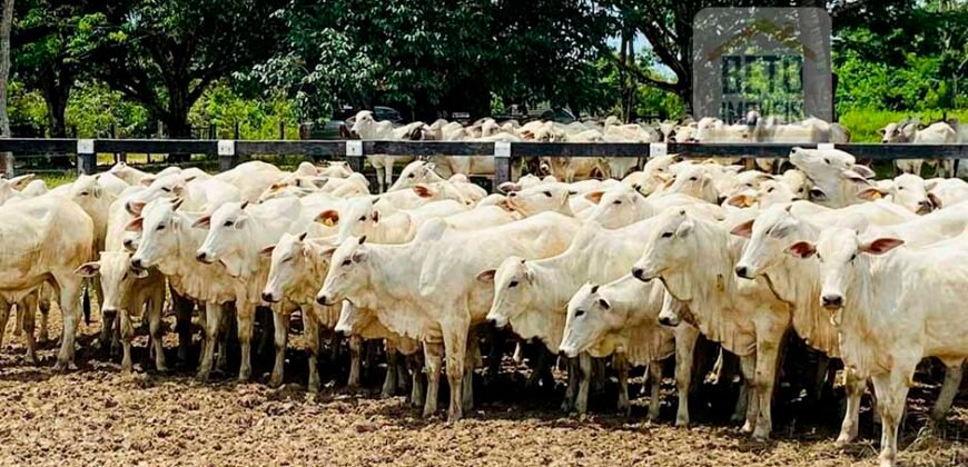 Fazenda à Venda, 6.000 hectares em Nova Olinda do Maranhão – MA Fazenda à Venda, 6.000 hectares em Nova Olinda do Maranhão – MA