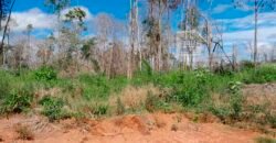 Fazenda com plantação/1574 hectares em União do Sul – MT