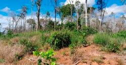 Fazenda com plantação/1574 hectares em União do Sul – MT