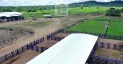 Fazenda c/ pecuária intensiva 570 alqueires em Vila Rica – MT