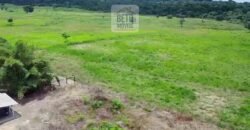 Fazenda c/ pecuária intensiva 570 alqueires em Vila Rica – MT