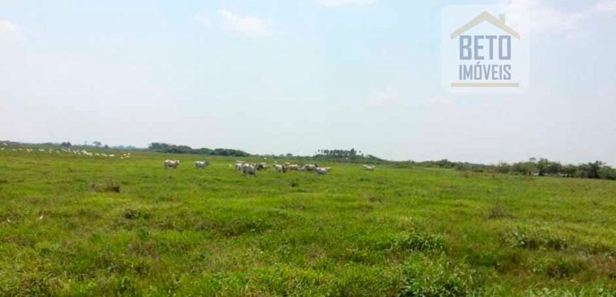 Venda de Fazenda no Pantanal com 88 mil hectares – Poconé – MT Venda de Fazenda no Pantanal com 88 mil hectares – Poconé – MT