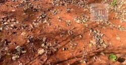 Fazenda toda no cerrado 3.305 Alqueires. em Alto Parnaíba – MA