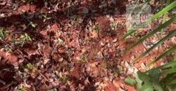 Fazenda toda no cerrado 3.305 Alqueires. em Alto Parnaíba – MA