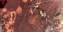 Fazenda toda no cerrado 3.305 Alqueires. em Alto Parnaíba – MA