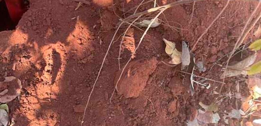 Fazenda toda no cerrado 3.305 Alqueires. em Alto Parnaíba – MA