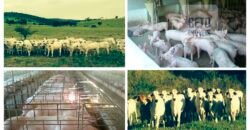 Fazenda espetacular 4.660 ha em Zona Rural – Rio Casca – MG Fazenda espetacular 4.660 ha em Zona Rural – Rio Casca – MG