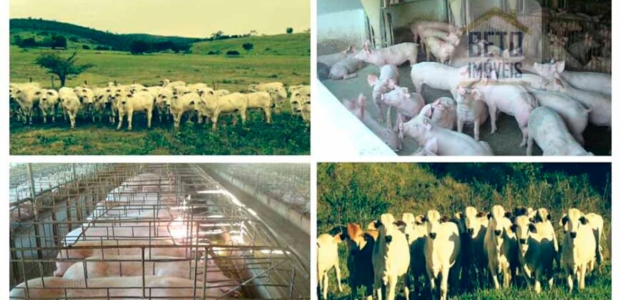 Fazenda espetacular 4.660 ha em Zona Rural – Rio Casca – MG Fazenda espetacular 4.660 ha em Zona Rural – Rio Casca – MG