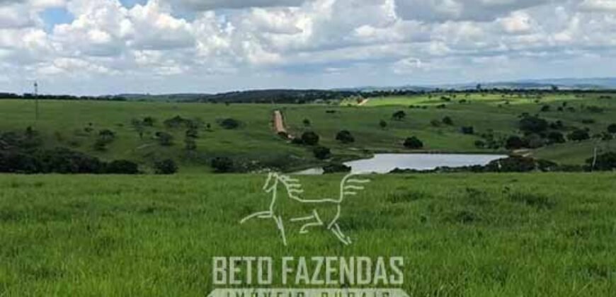 Fazenda à Venda, 6.000 hectares em Nova Olinda do Maranhão – MA Fazenda à Venda, 6.000 hectares em Nova Olinda do Maranhão – MA
