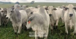 Fazenda à Venda, 6.000 hectares em Nova Olinda do Maranhão – MA Fazenda à Venda, 6.000 hectares em Nova Olinda do Maranhão – MA