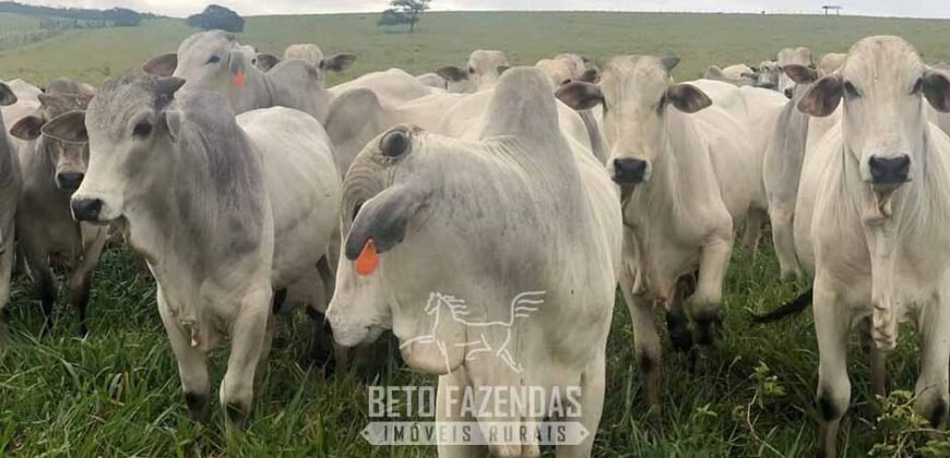 Fazenda à Venda, 6.000 hectares em Nova Olinda do Maranhão – MA Fazenda à Venda, 6.000 hectares em Nova Olinda do Maranhão – MA