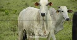 Fazenda à Venda, 6.000 hectares em Nova Olinda do Maranhão – MA Fazenda à Venda, 6.000 hectares em Nova Olinda do Maranhão – MA