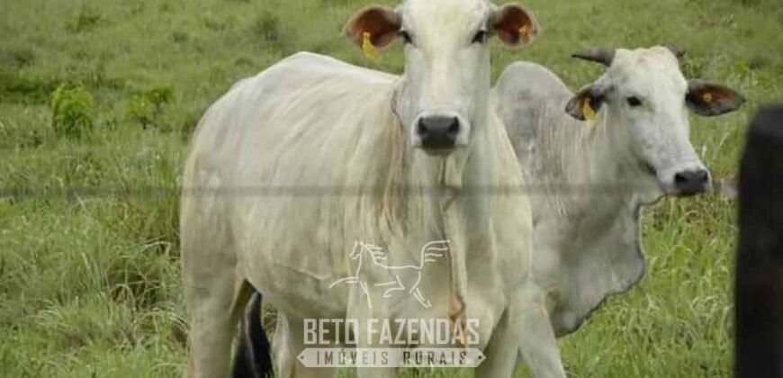 Fazenda à Venda, 6.000 hectares em Nova Olinda do Maranhão – MA Fazenda à Venda, 6.000 hectares em Nova Olinda do Maranhão – MA