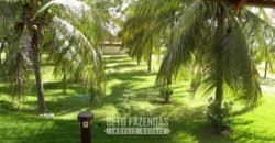 Fazenda à Venda, 6.000 hectares em Nova Olinda do Maranhão – MA Fazenda à Venda, 6.000 hectares em Nova Olinda do Maranhão – MA