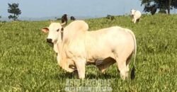 Fazenda à Venda, 6.000 hectares em Nova Olinda do Maranhão – MA Fazenda à Venda, 6.000 hectares em Nova Olinda do Maranhão – MA