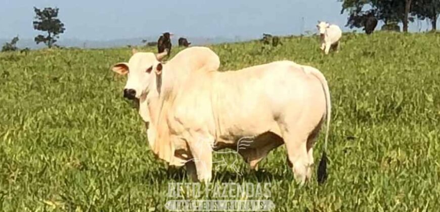 Fazenda à Venda, 6.000 hectares em Nova Olinda do Maranhão – MA Fazenda à Venda, 6.000 hectares em Nova Olinda do Maranhão – MA