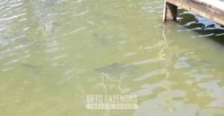 Fazenda à Venda, 6.000 hectares em Nova Olinda do Maranhão – MA Fazenda à Venda, 6.000 hectares em Nova Olinda do Maranhão – MA