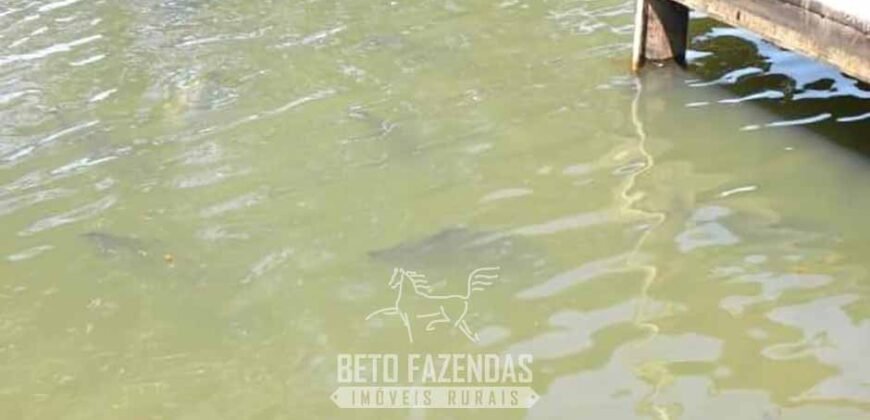 Fazenda à Venda, 6.000 hectares em Nova Olinda do Maranhão – MA Fazenda à Venda, 6.000 hectares em Nova Olinda do Maranhão – MA