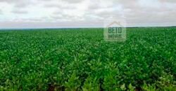 Fazenda com dupla aptidão disponível para venda em Carolina – Maranhão Fazenda com dupla aptidão disponível para venda em Carolina – Maranhão