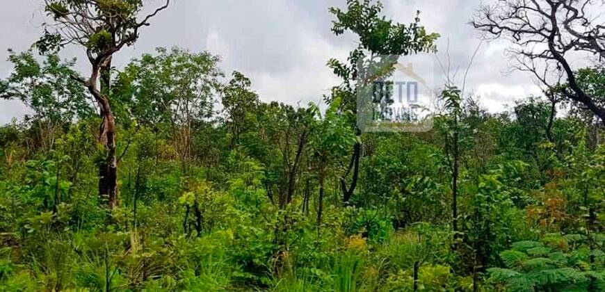 Fazenda com dupla aptidão disponível para venda em Carolina – Maranhão Fazenda com dupla aptidão disponível para venda em Carolina – Maranhão