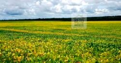 Fazenda com dupla aptidão disponível para venda em Carolina – Maranhão Fazenda com dupla aptidão disponível para venda em Carolina – Maranhão