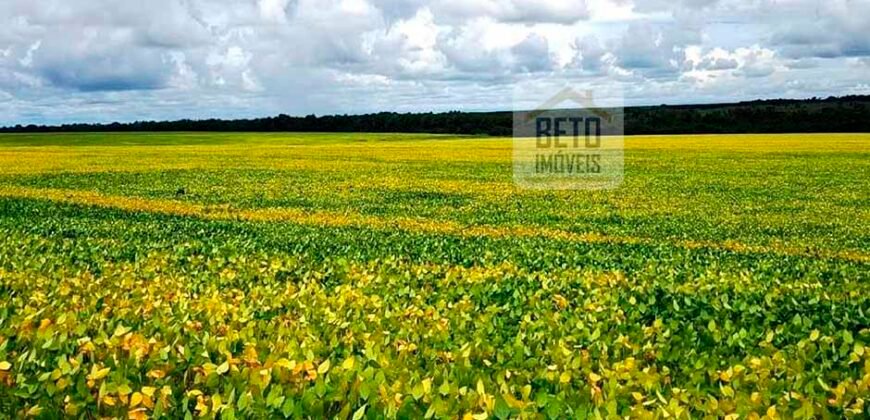 Fazenda com dupla aptidão disponível para venda em Carolina – Maranhão Fazenda com dupla aptidão disponível para venda em Carolina – Maranhão