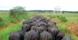 Fezenda de Búfula da Campina 298,63 hectares em Santana do Itararé – PR Fezenda de Búfula da Campina 298,63 hectares em Santana do Itararé – PR