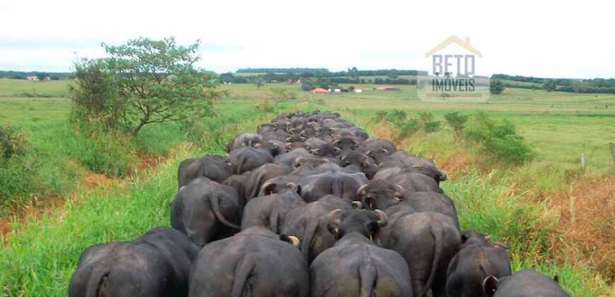 Fezenda de Búfula da Campina 298,63 hectares em Santana do Itararé – PR Fezenda de Búfula da Campina 298,63 hectares em Santana do Itararé – PR