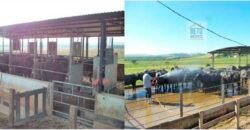 Fezenda de Búfula da Campina 298,63 hectares em Santana do Itararé – PR Fezenda de Búfula da Campina 298,63 hectares em Santana do Itararé – PR