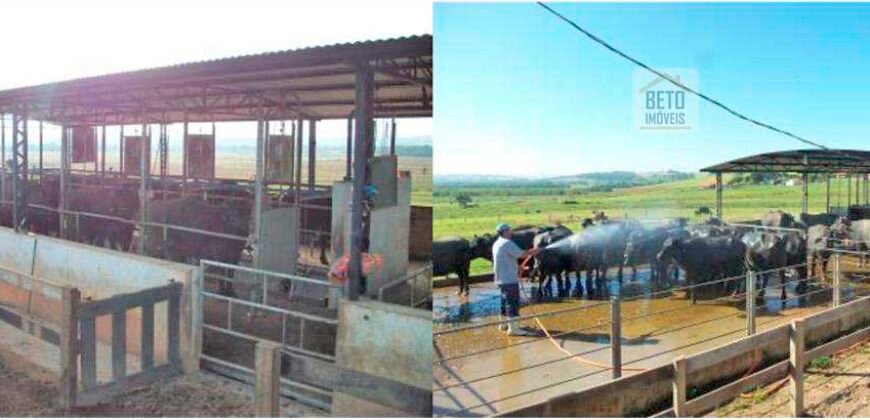 Fezenda de Búfula da Campina 298,63 hectares em Santana do Itararé – PR Fezenda de Búfula da Campina 298,63 hectares em Santana do Itararé – PR